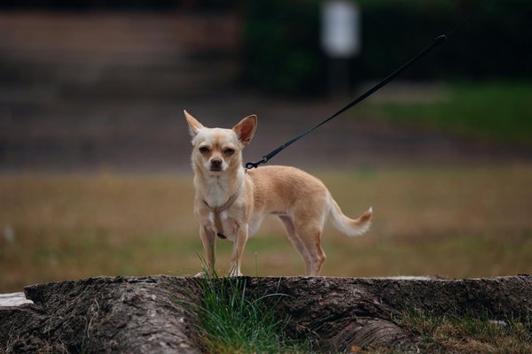 Essenzielle gesundheitschecks für ihre senioren-schildkröte: tipps für ein vitales und aktives leben!